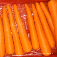 Nouvelle récolte de bonne qualité de carottes fraîches